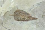 Detailed Fossil Hackberry Leaf - Montana #86693-2